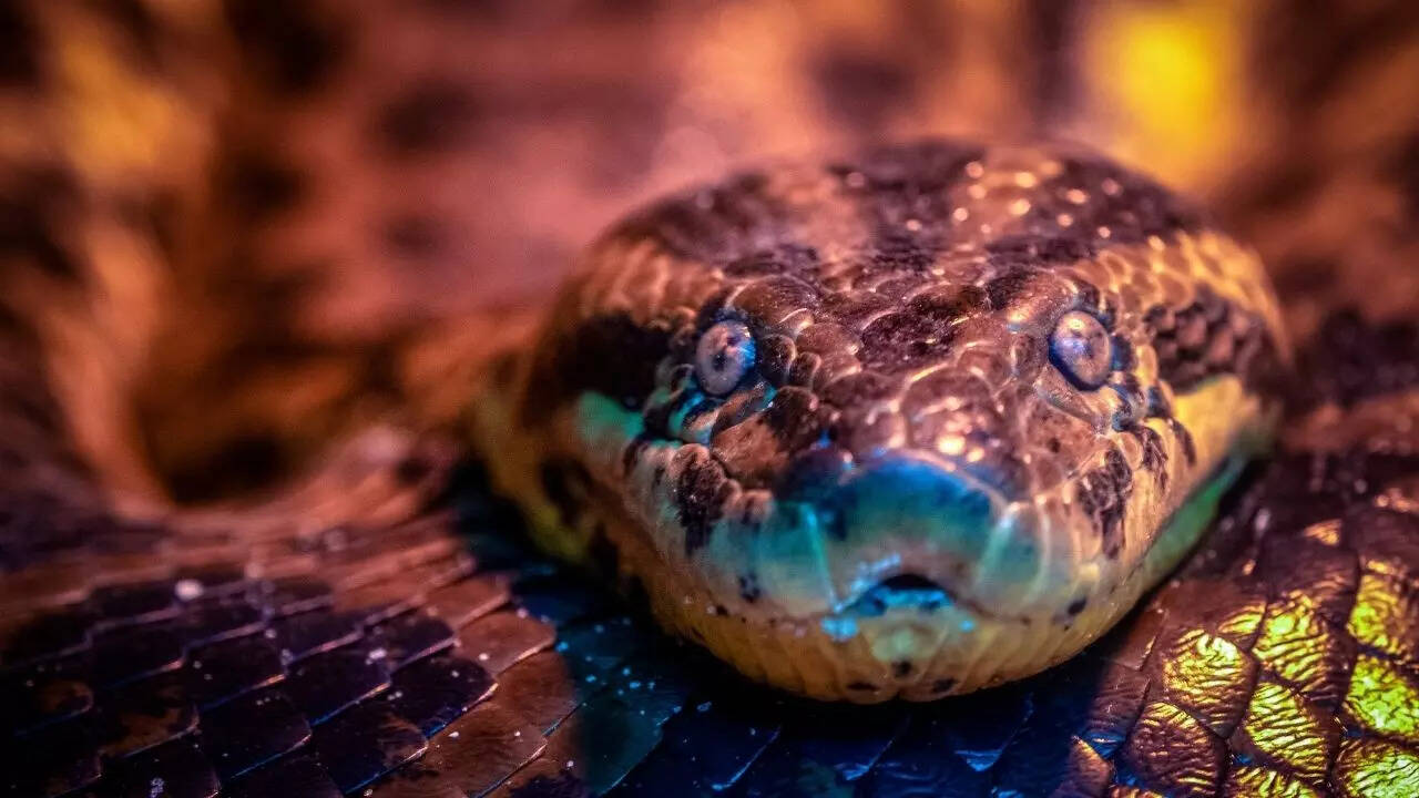 5 weirdest facts about world's largest snake Green Anaconda