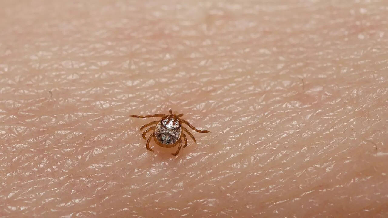 tick1
