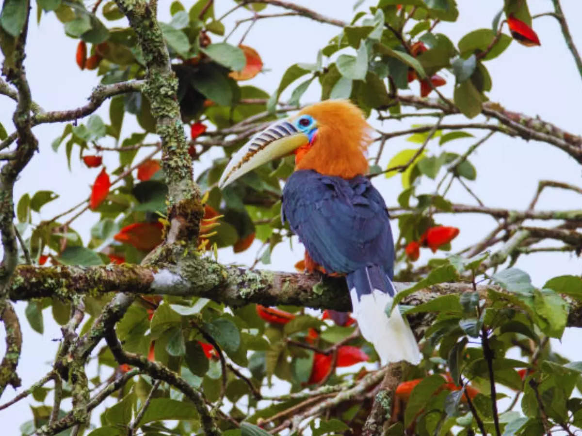 Make Arunachal Pradesh’s Eaglenest Sanctuary your year-end adventure – here’s why