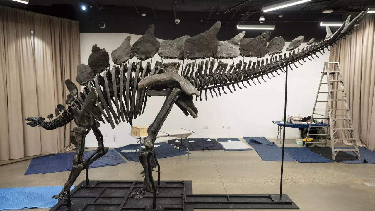 World's most expensive Dinosaur fossil arrives in New York with a staggering price tag