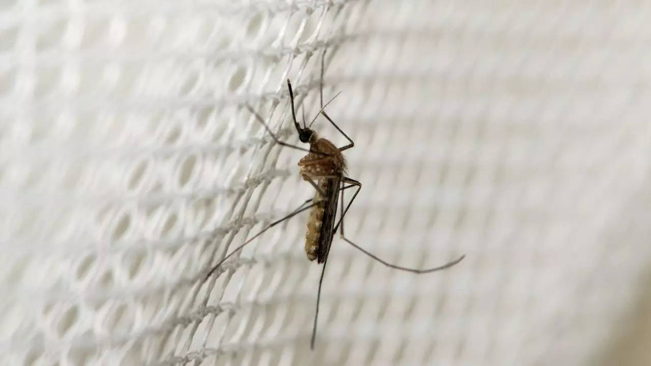 Is the Mystery Disease X actually Malaria? Here’s what you need to know