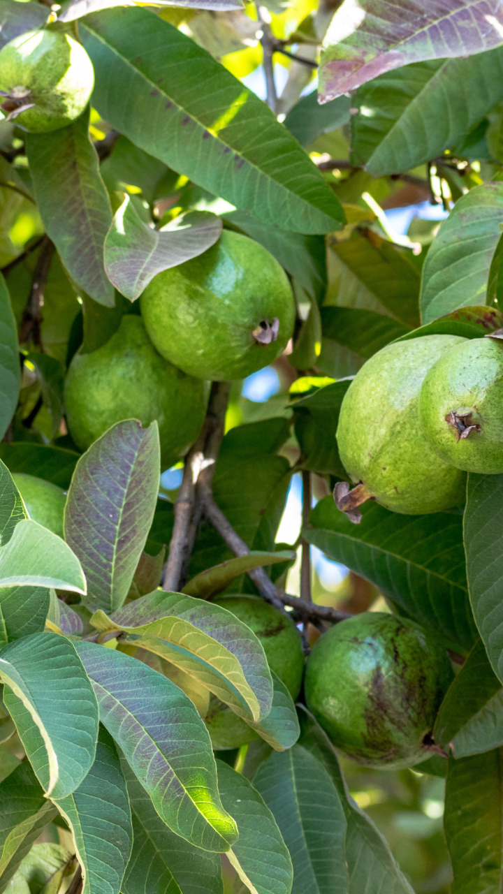 9 Reasons women should try Guava leaf tea