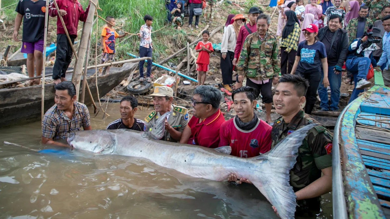 Cambodia: Fishermen find six rare Mekong giant catfish