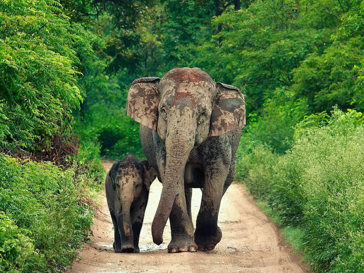 From tigers to birds: 5 national parks located near Delhi