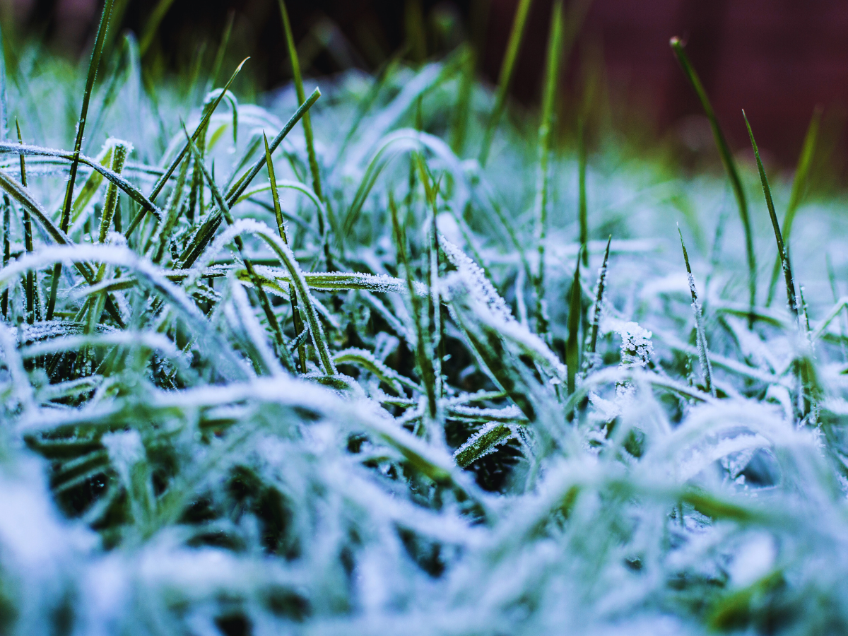 Snowfall in Odisha: Sundergarh and Mayurbhanj turn into stunning winter wonderlands