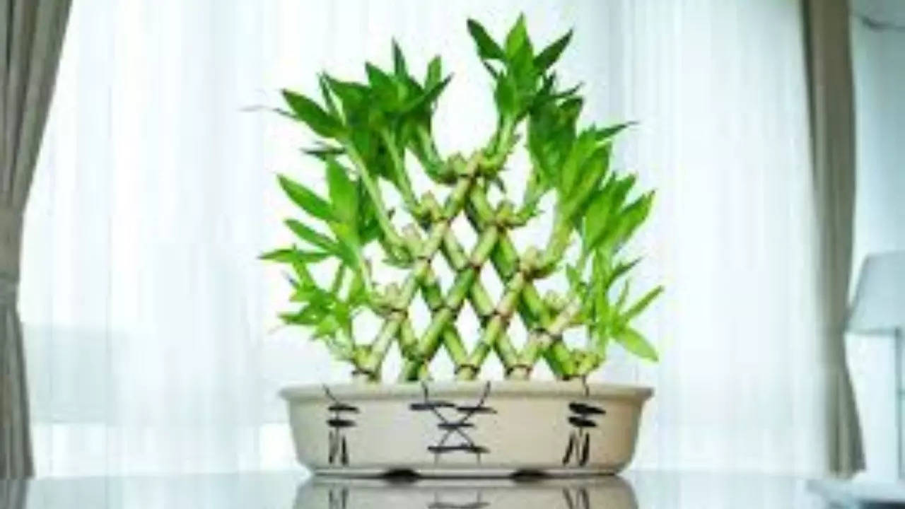 Yellow leaves, blocked energy? How lucky Bamboo reflects your space’s energy flow