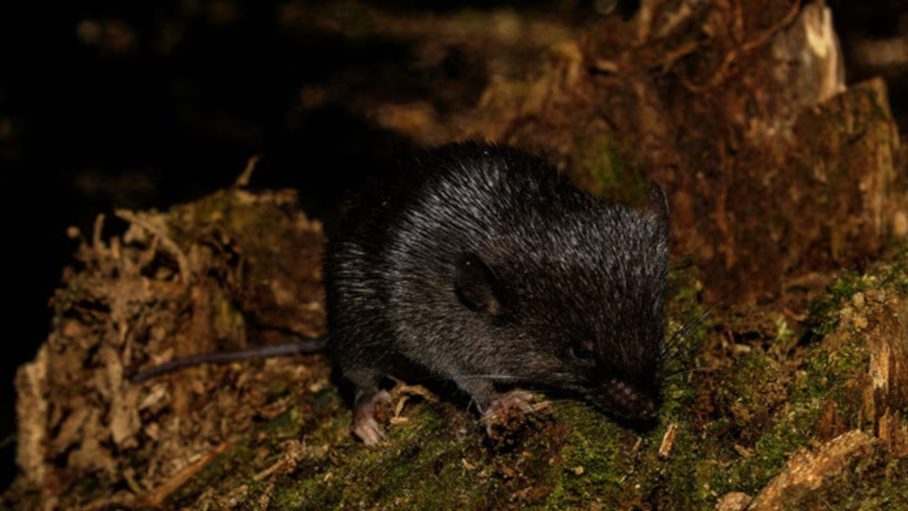 27 new species discovered in Peru’s Amazon, including 'amphibious mouse'and 'dwarf squirrel'