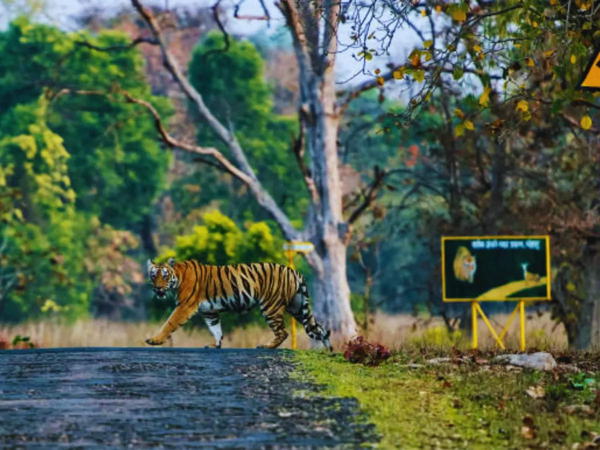 8 reasons why everyone is talking about Tadoba Andhari Reserve right now