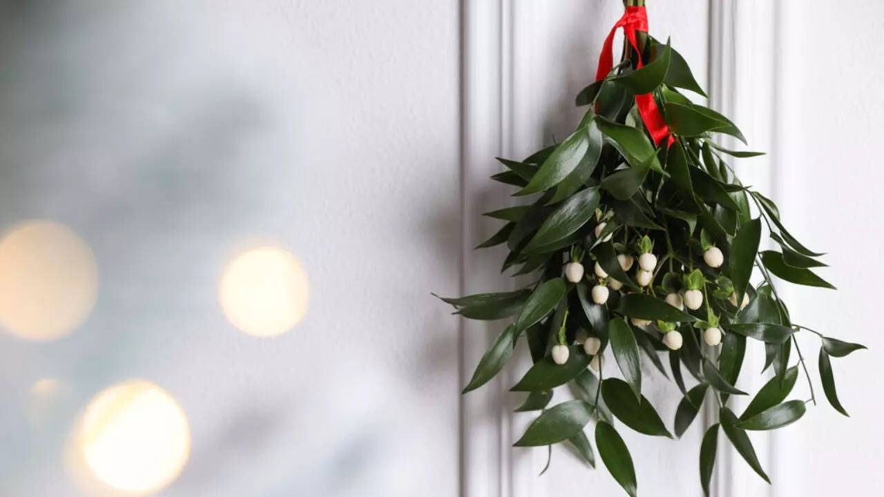 Mistletoe