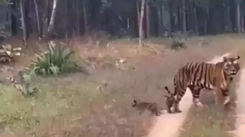 Two mauled to death by tigers in MP district