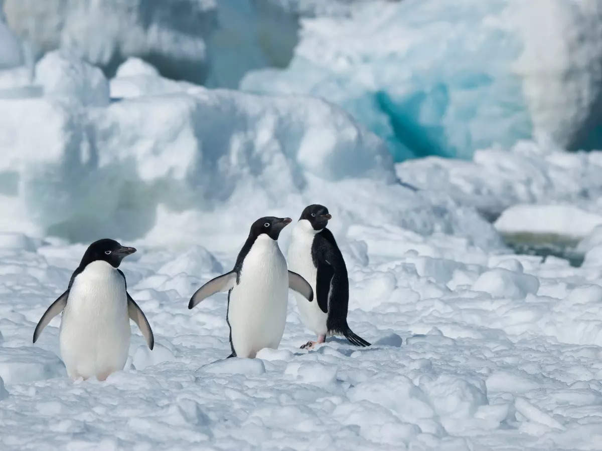 Things to keep in mind before planning a trip to Antarctica