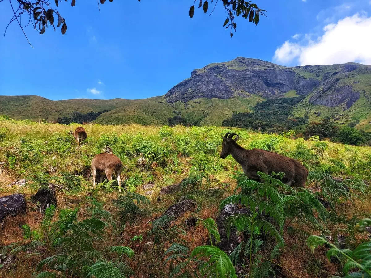 8 reasons why Eravikulam National Park in Kerala is perfect for eco-conscious travelers