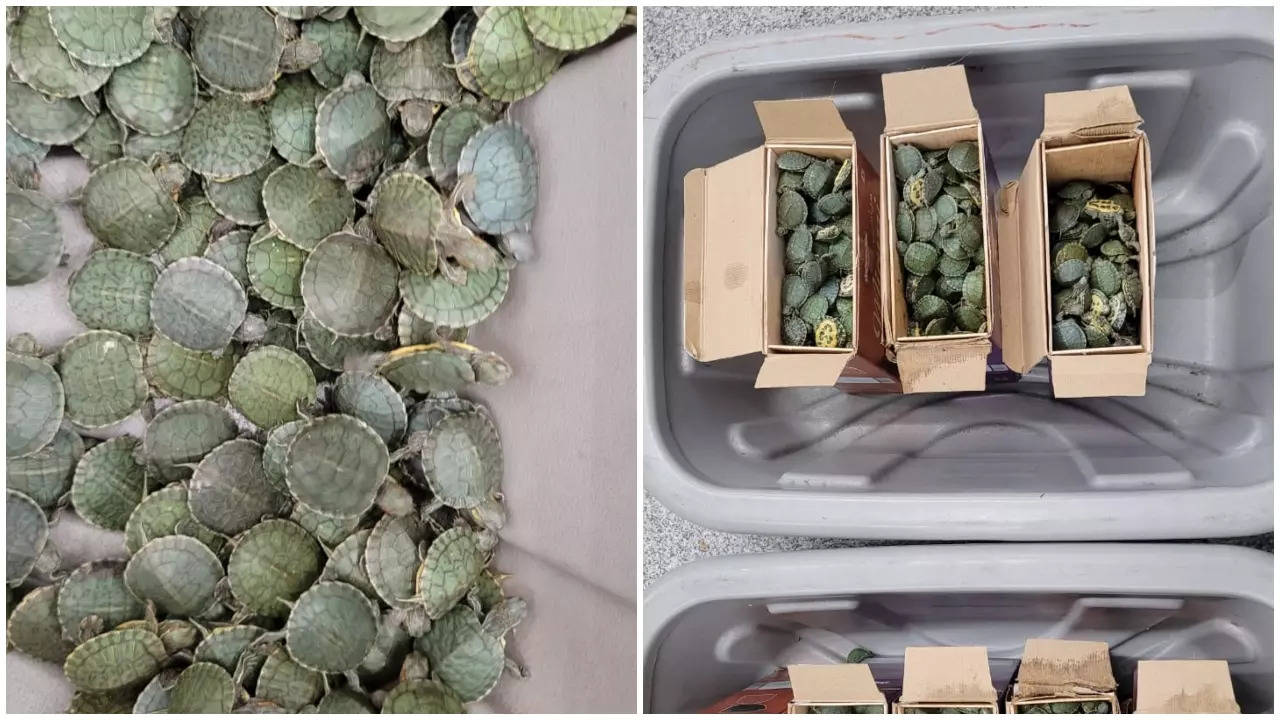 Over 2,400 live turtles seized at Trichy International Airport, investigations underway