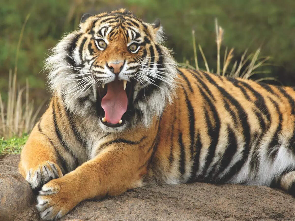 5 reasons you must visit Satpura Tiger Reserve in Madhya Pradesh