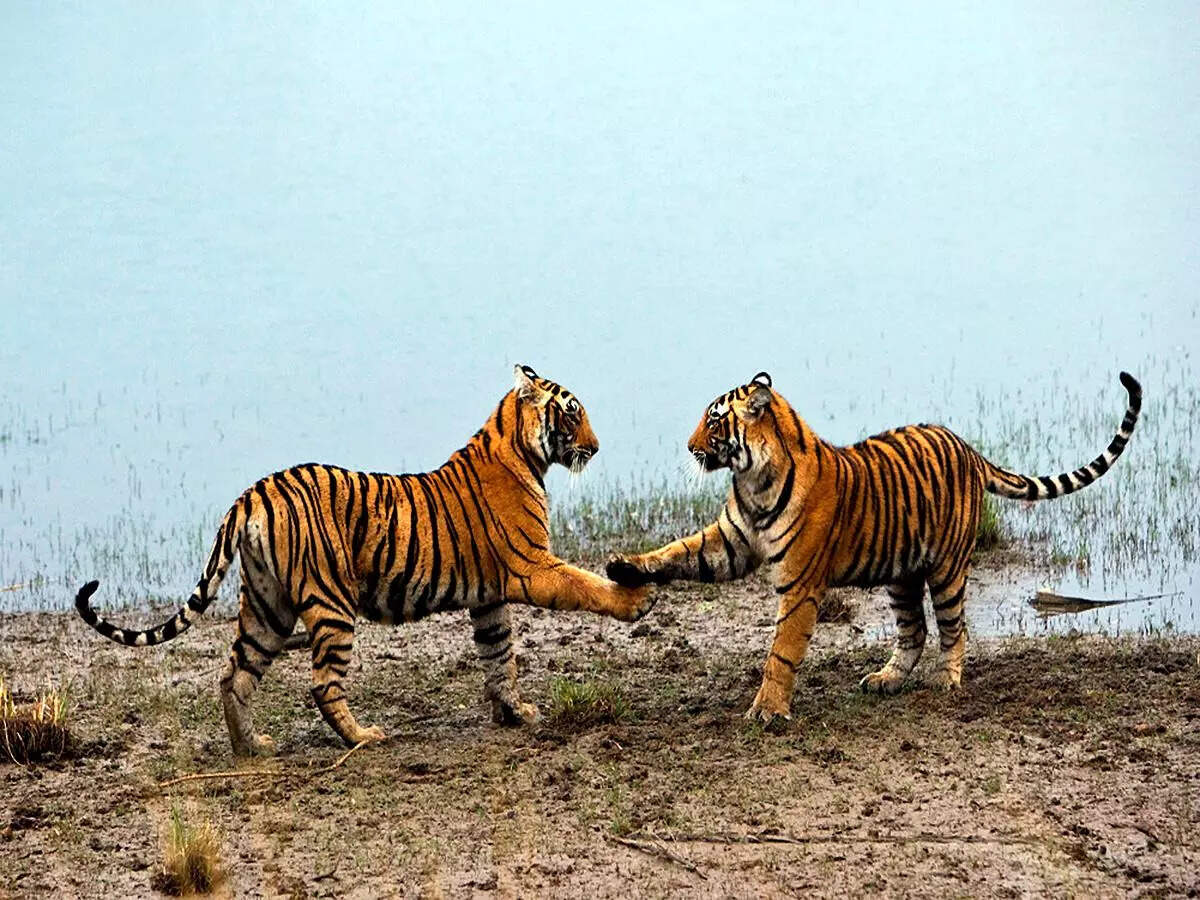 Into India&rsquo;s wild heart: A guide to Madhya Pradesh's 5 premier safari parks