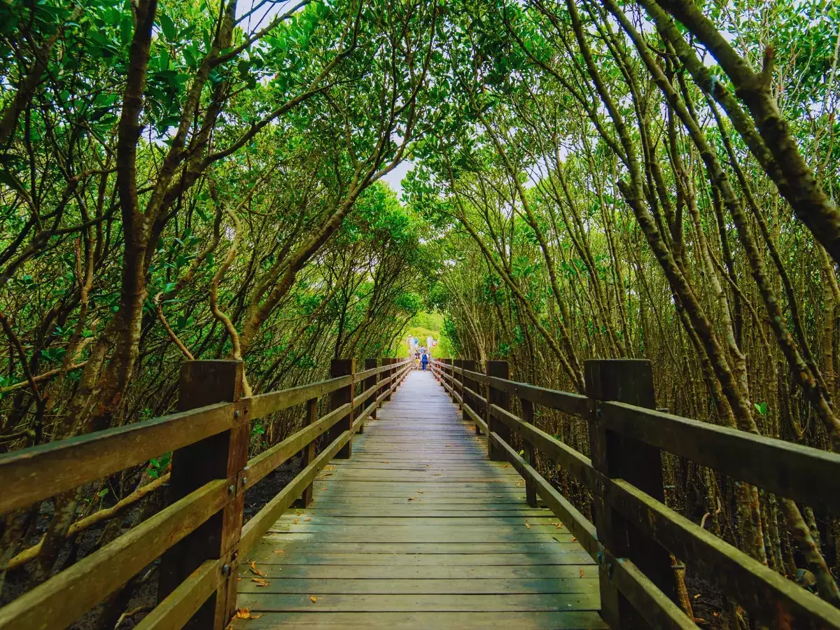 7 most famous mangrove tours from around the world