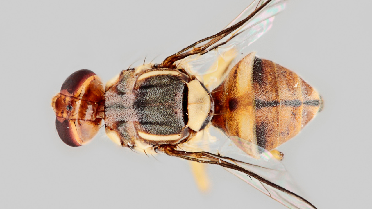 ‘One of most important species for science’: How humble fruit fly transformed 4 fields of research