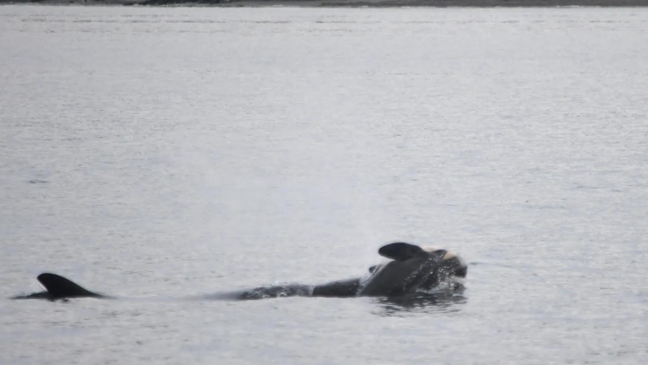 'Particularly devastating': Orca Tahlequah seen carrying dead calf for second time in US waters