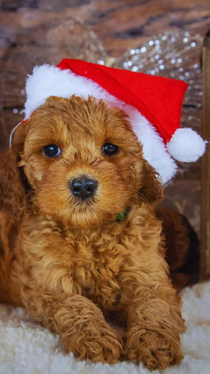 10 cutest puppies that will warm your heart