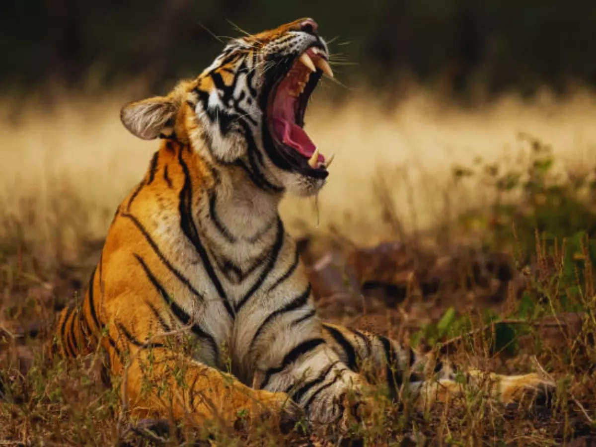 6 reasons why Pench National Park is such a hit among wildlife lovers