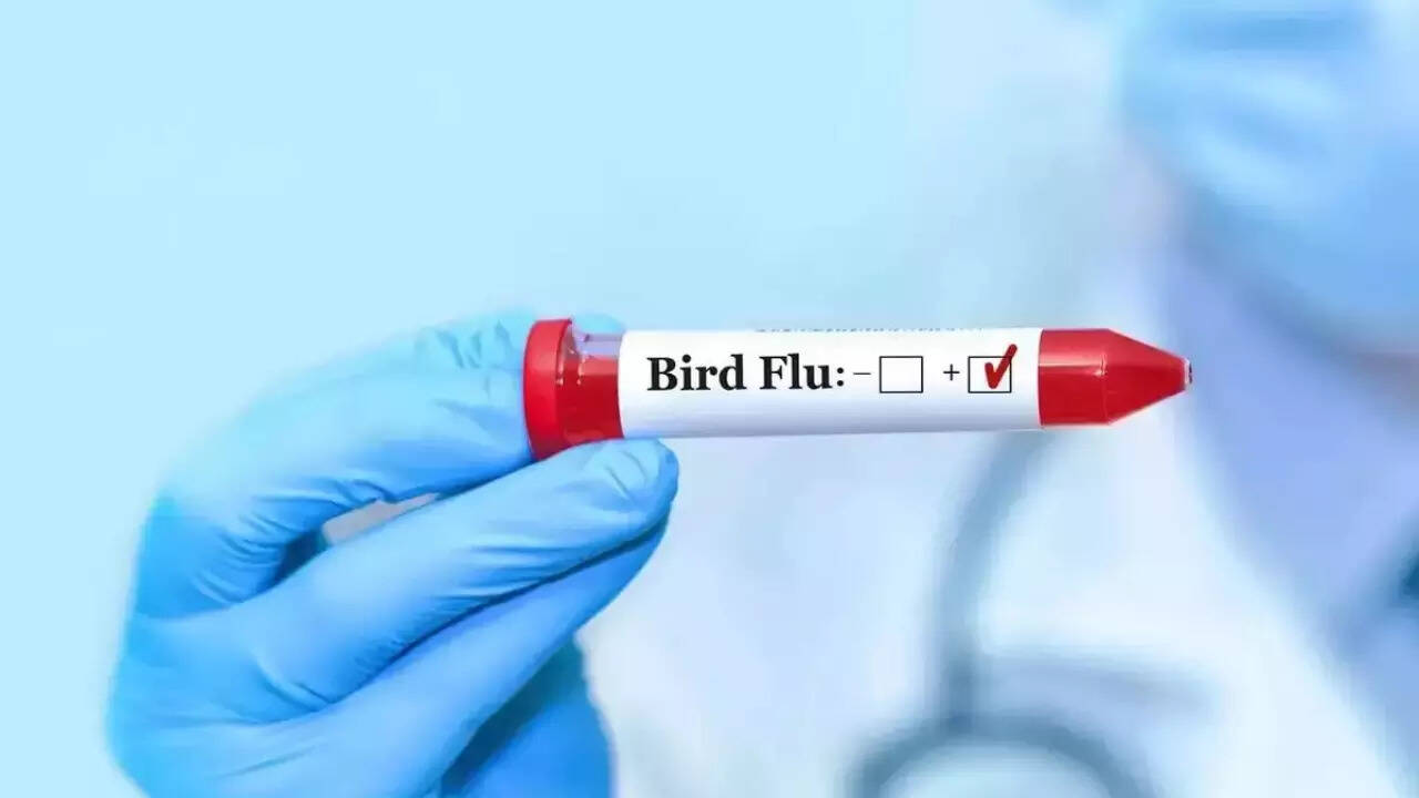 Bird flu (4)