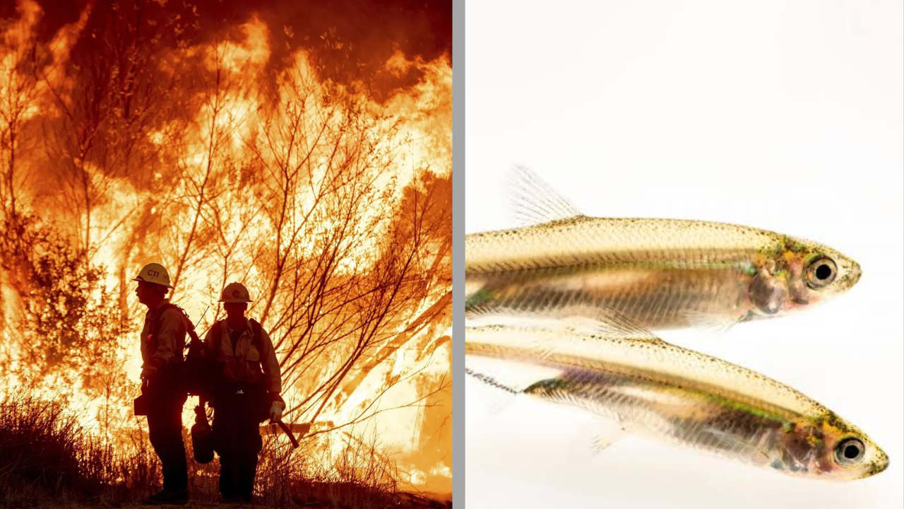 Los Angeles wildfires: Conservatives blame small fish, DEI as key factors