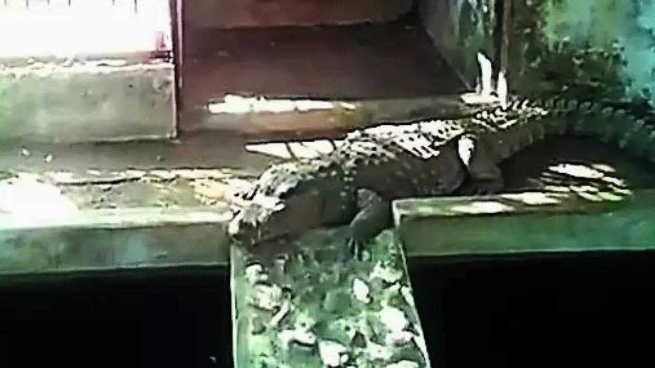 4 crocodiles found during I-T searches on BJP ex-MLA’s house in MP