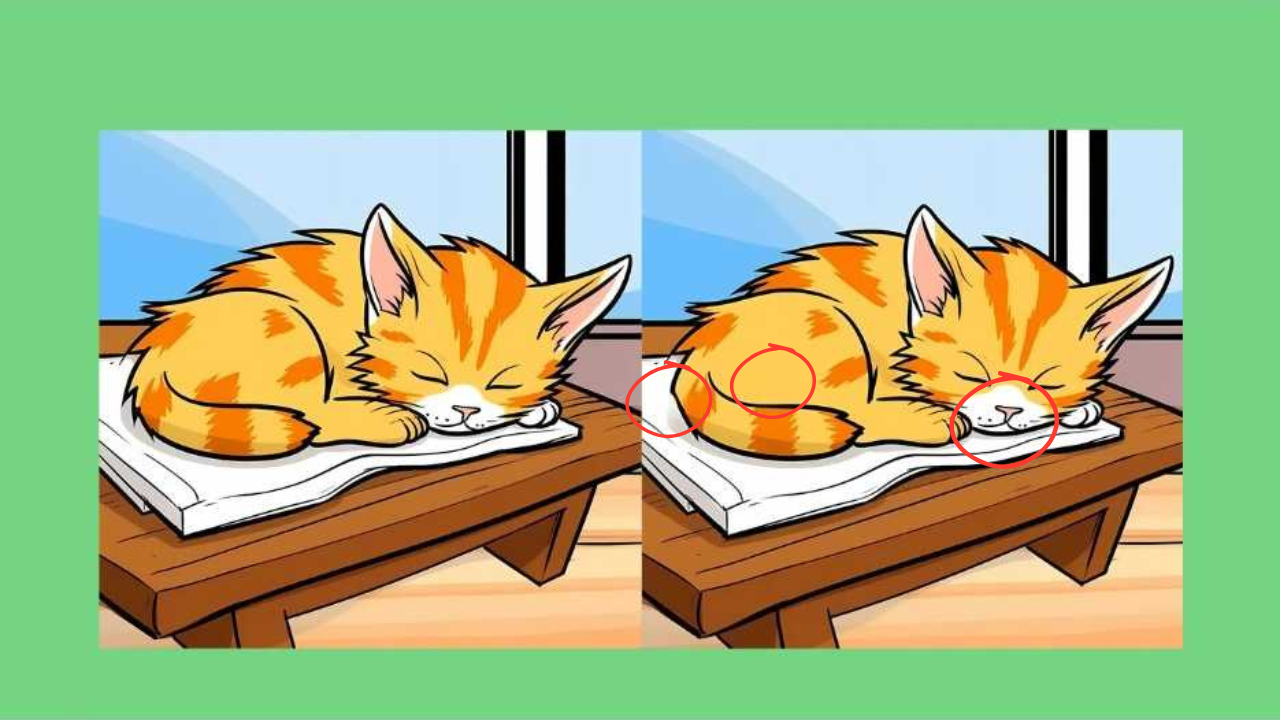 Optical Illusion: Only a hawk-eyed person can spot 3 differences in this cat picture