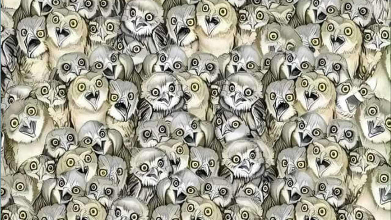 Optical Illusion: Can you spot a hidden cat among owls in this picture?