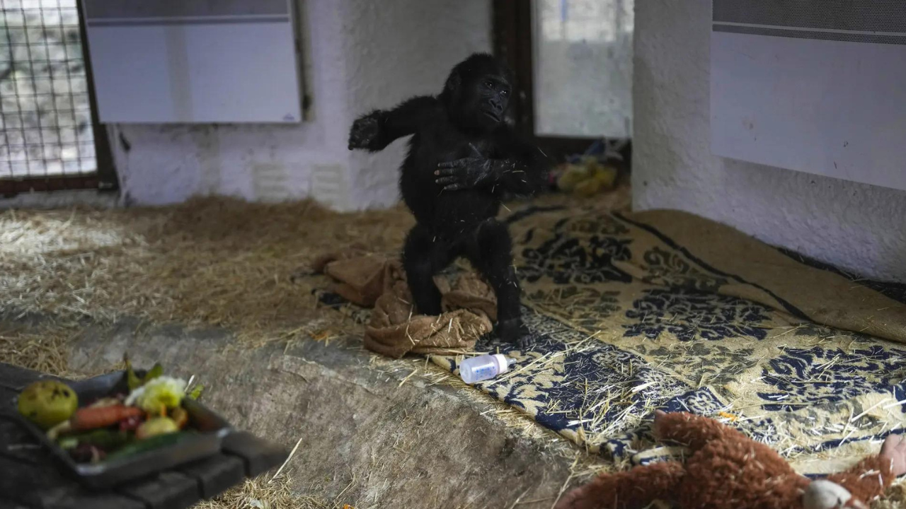 Baby gorilla rescued from plane cargo thrives in Istanbul zoo, public names it Zeytin