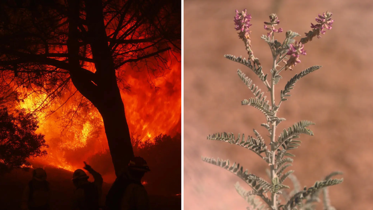 Fire safety vs conservation: How one endangered plant stopped a major wildfire prevention project in California?