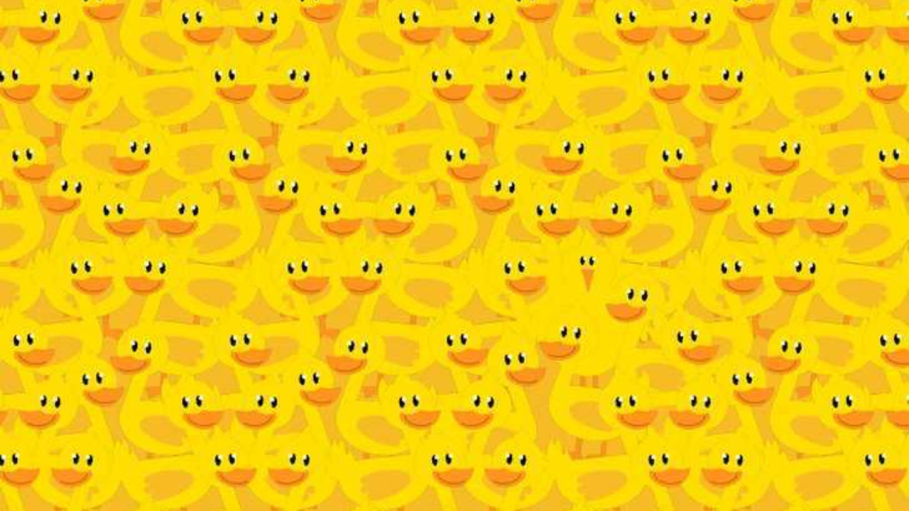 Optical Illusion: Only a sharp-eyed person can spot the chick among the ducks