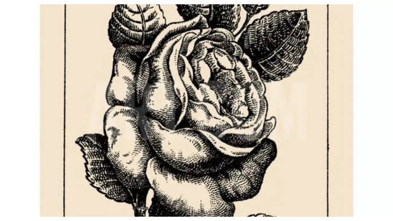 Optical illusion: Only those with sharp vision can spot the girl’s face hidden in the rose in 20 Seconds!