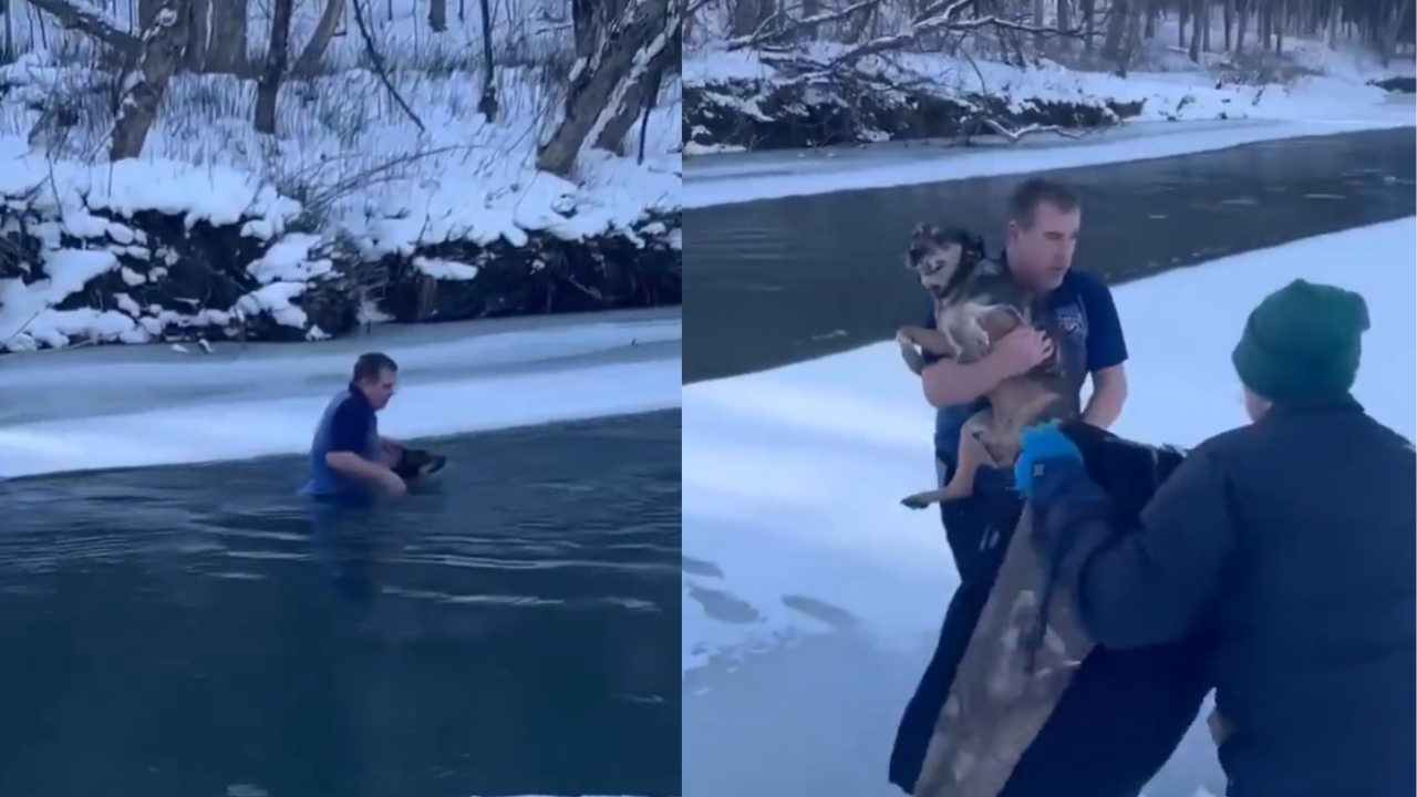 Watch: Vermont man braves icy waters to save dog from drowning in a 'selfless' act