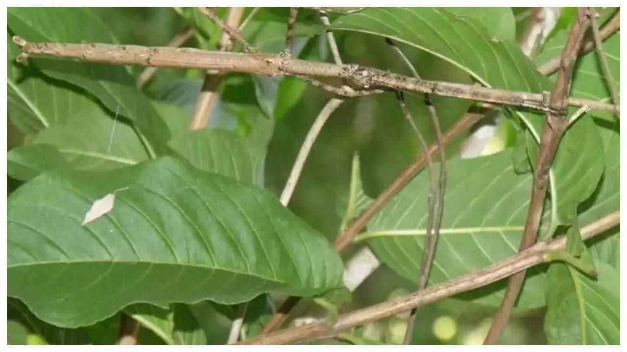 Optical illusion: Only those with sharp vision can find an insect in 4 seconds