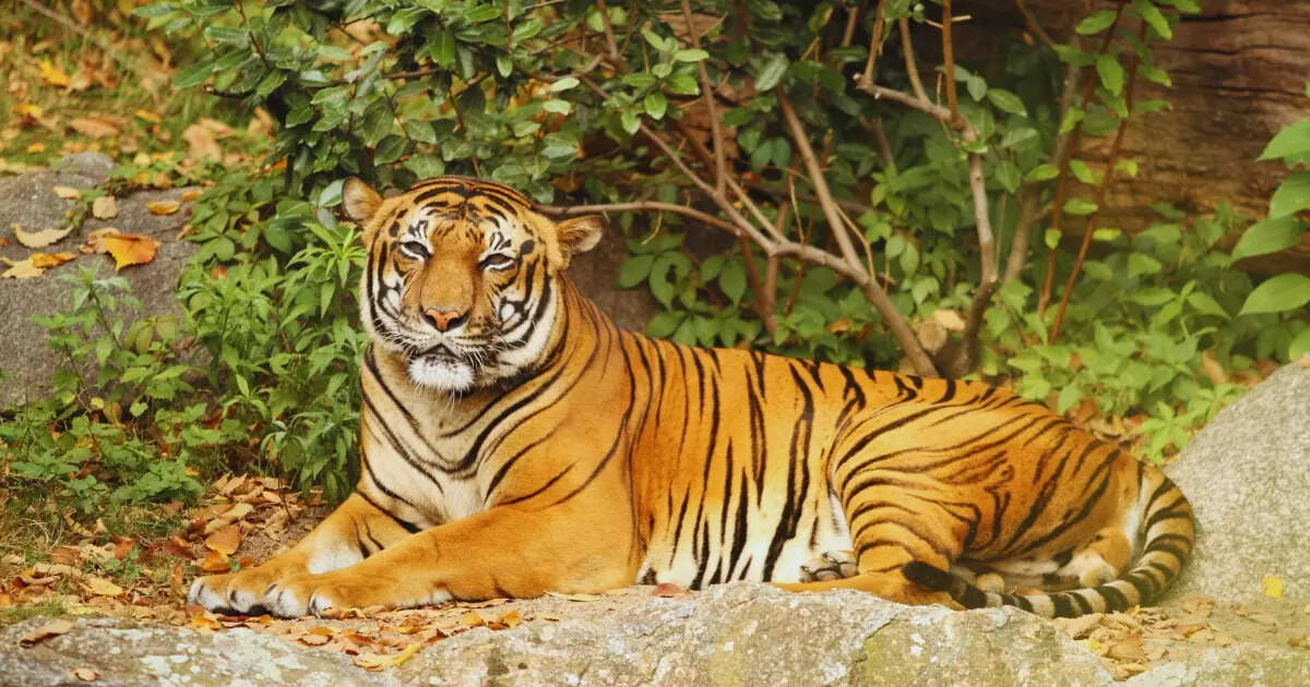 Endangered animals in India National parks where you can find them Times of India