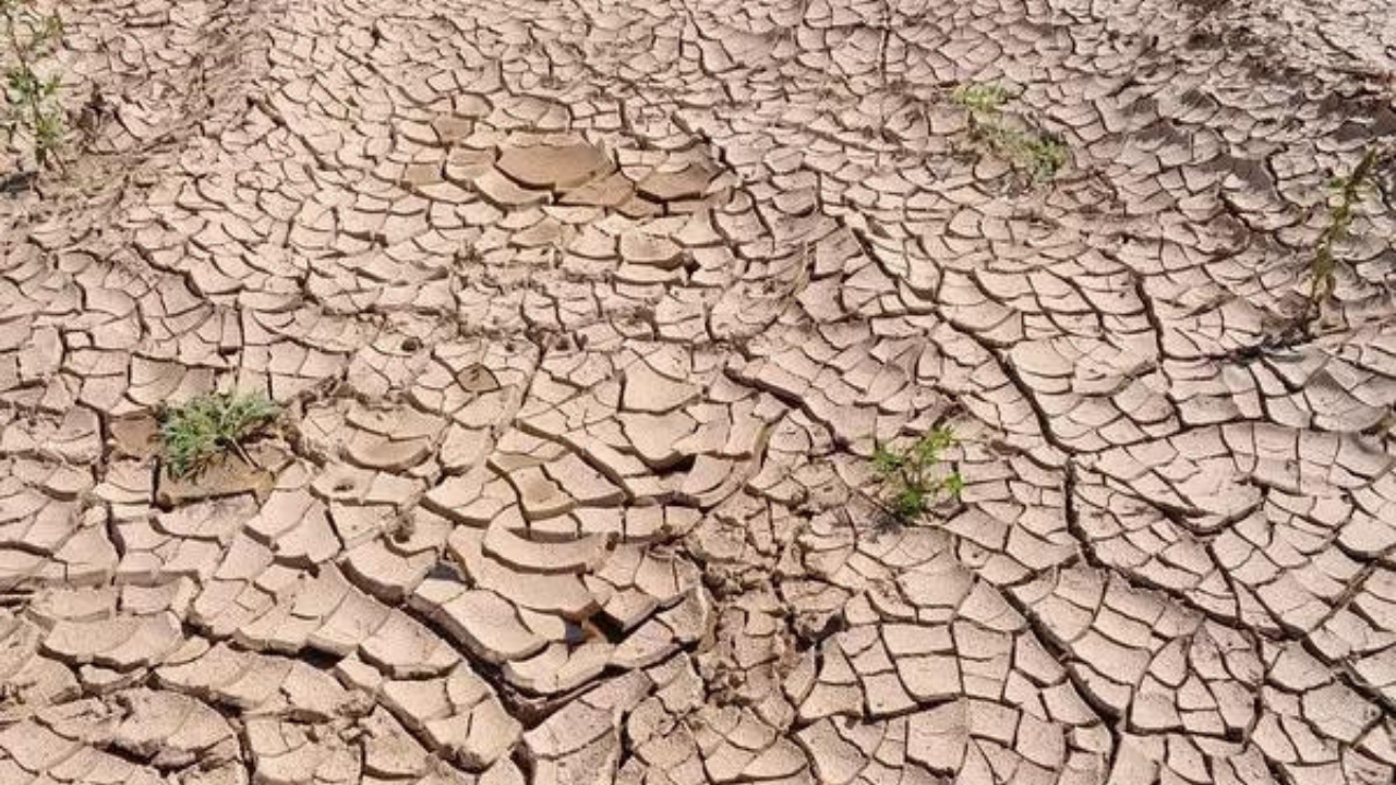 Pakistan drought dents winter harvest