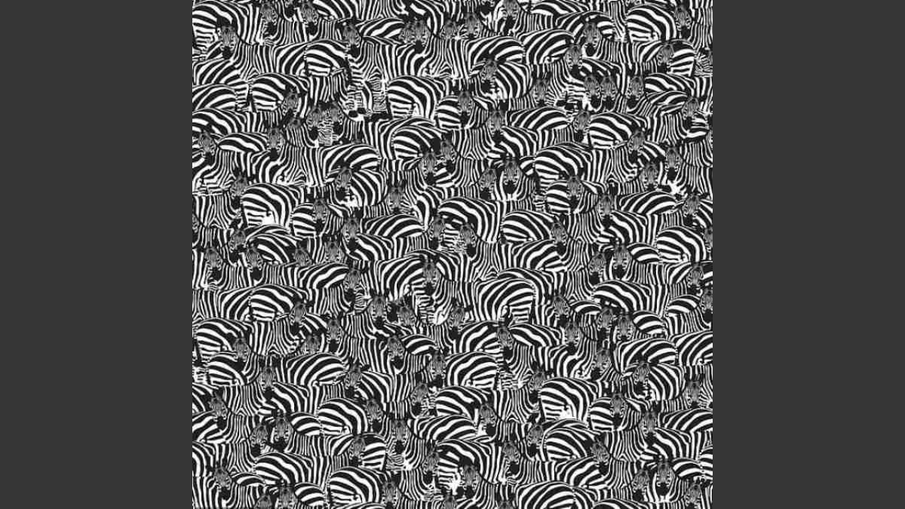 Optical illusion: There’s a piano hidden among these zebras, can you spot it?