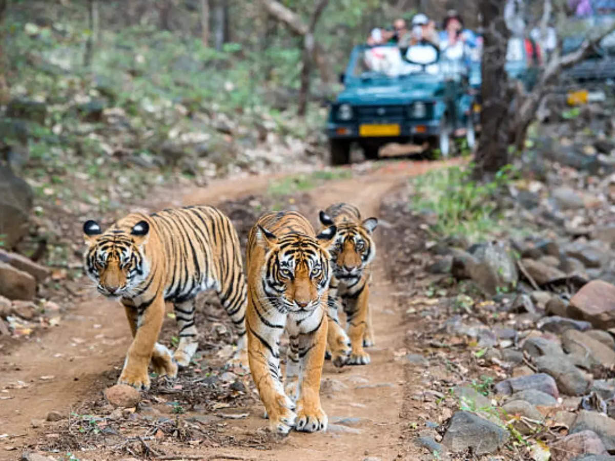 National parks in India that are perfect to visit with friends