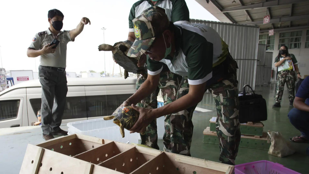 Thais send smuggled tortoises home to Tanzania as evidence against suspected wildlife traffickers