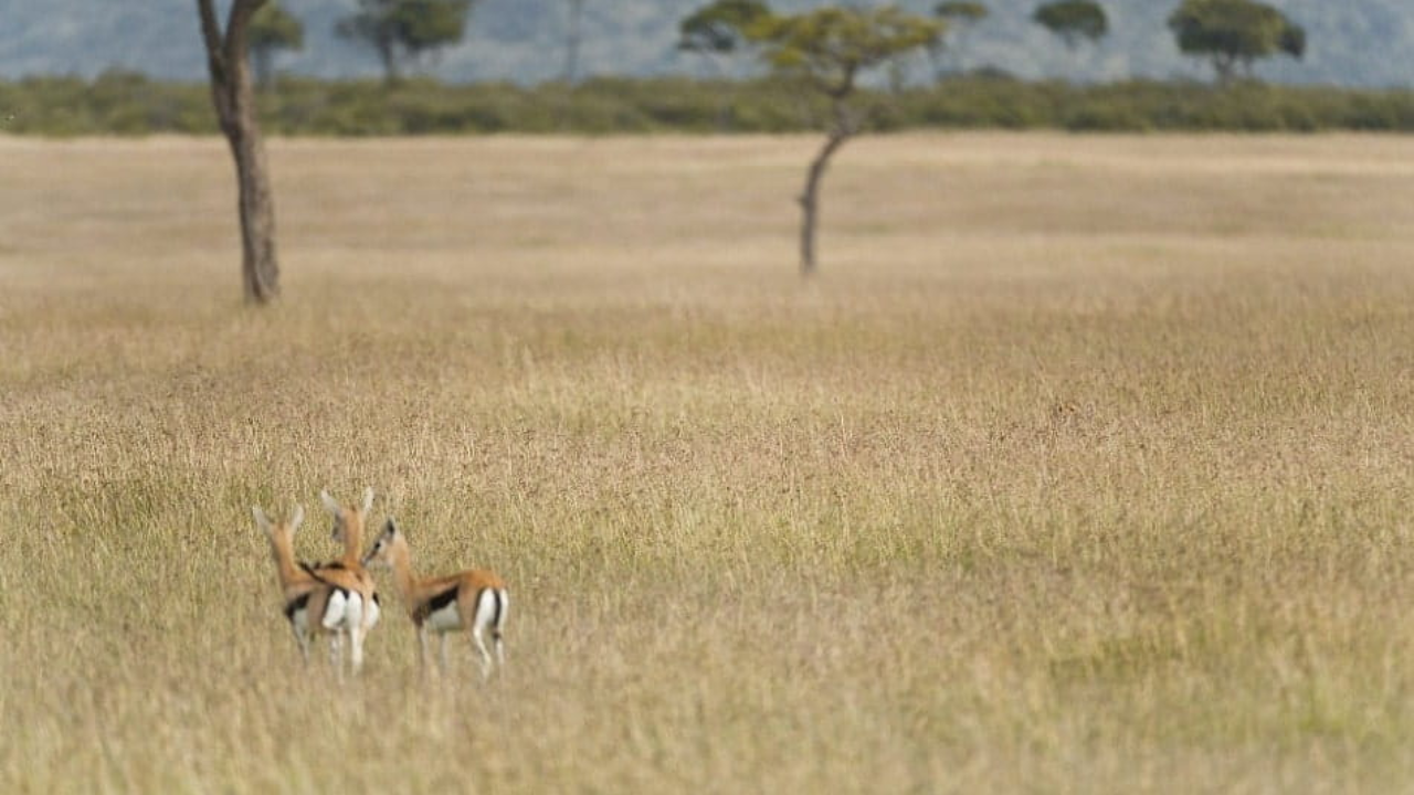 Optical Illusion: Only a sharp-eyed hunter can spot the hidden Cheetah among gazelles