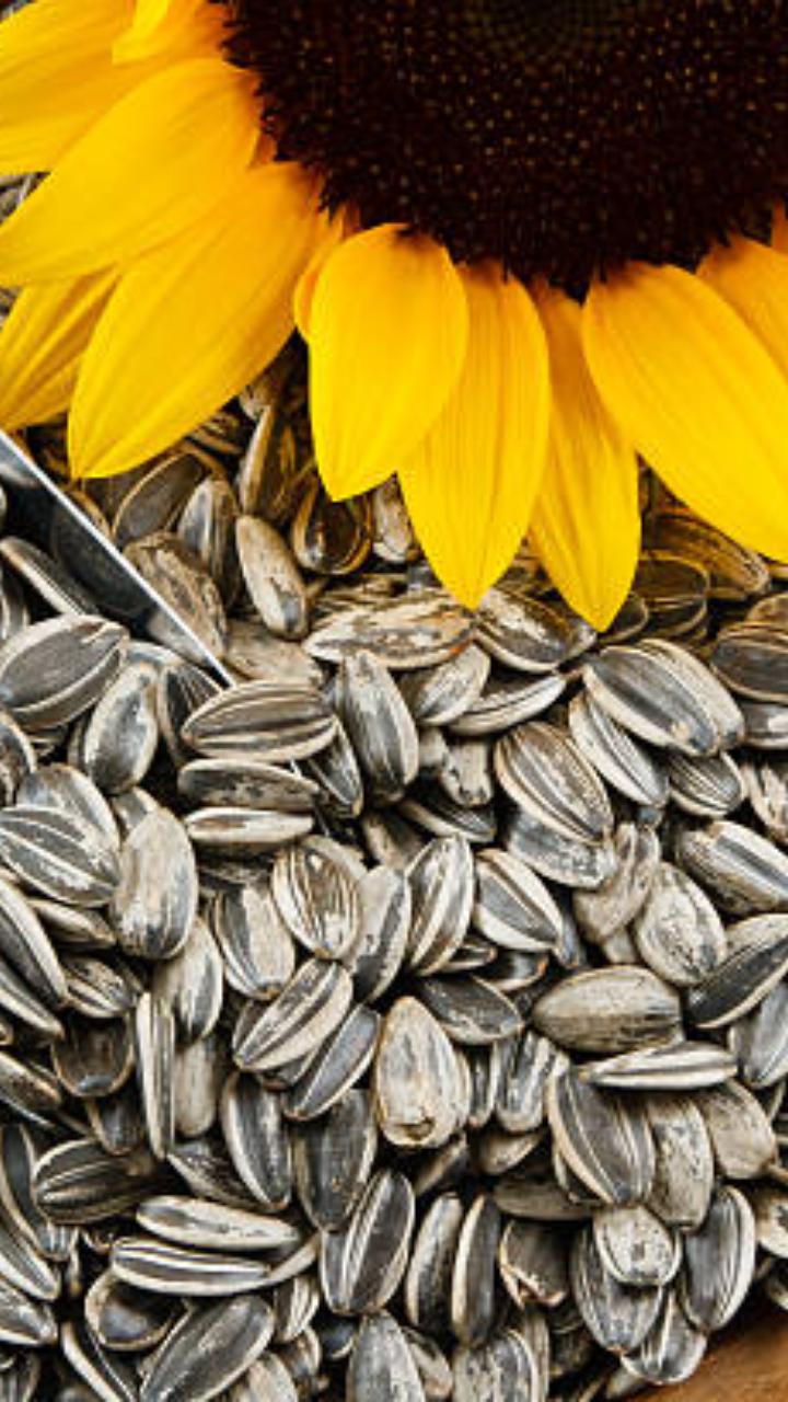 ​Why you must eat a handful of sunflower seeds daily​