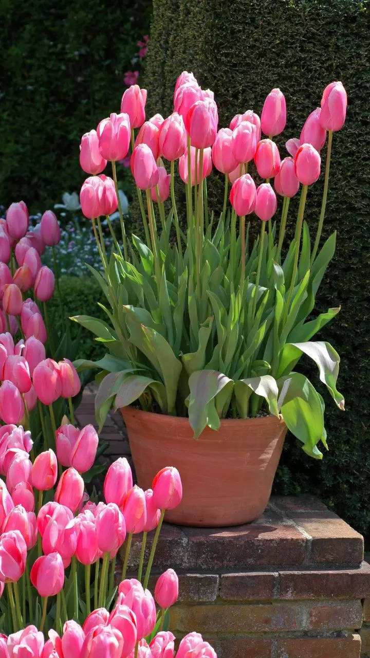 How to grow Tulips in pots in the balcony garden