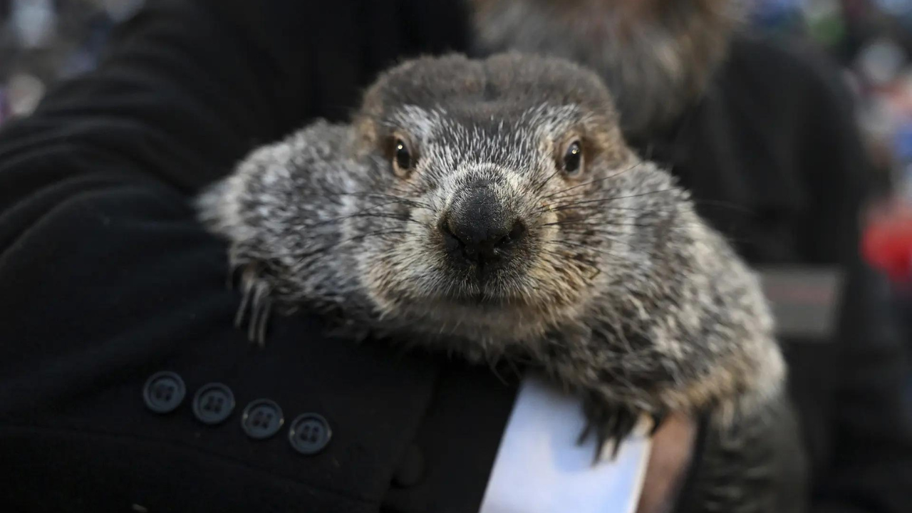 Punxsutawney Phil sees his shadow in Groundhog Day winter prediction; Peta wants to replace him with vegan cake