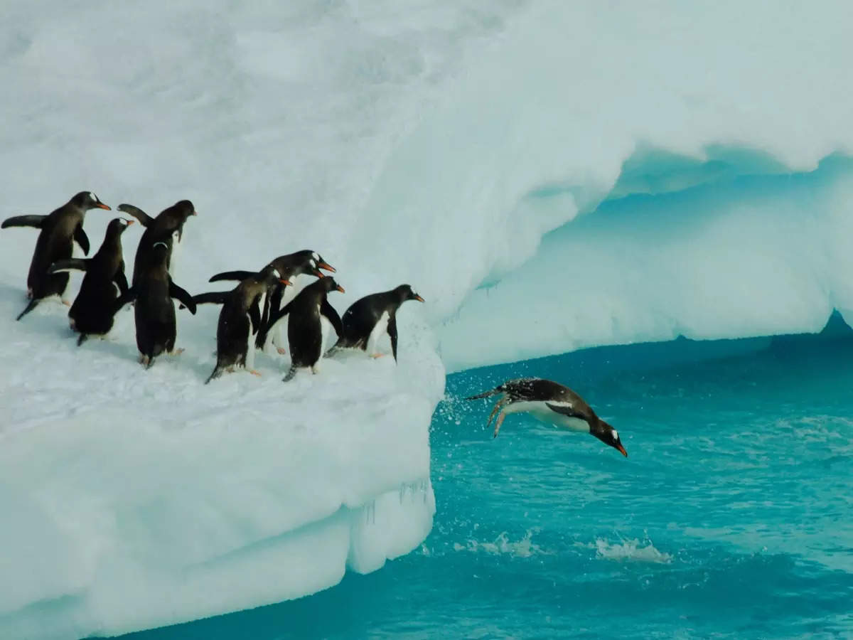 Planning an Antarctica trip? Here’s everything you need to know