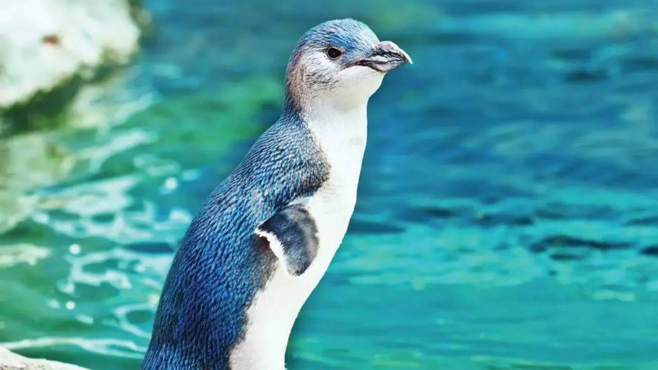 World's smallest Penguins are blue in colour