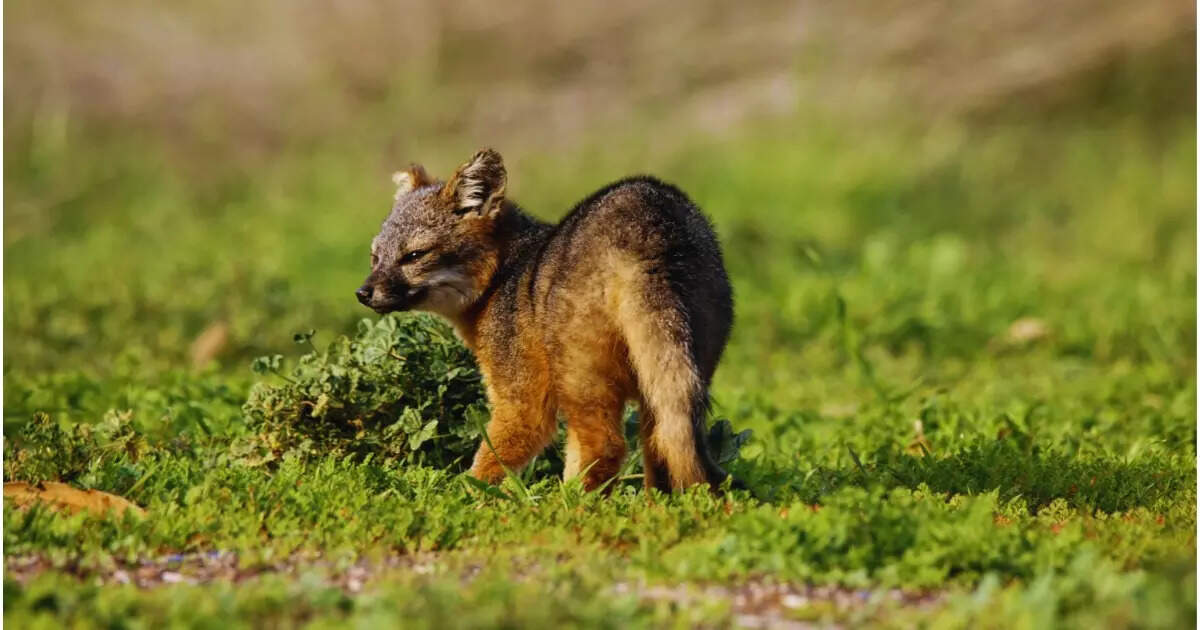 9 animal species found only in the national parks of the US | Times of ...
