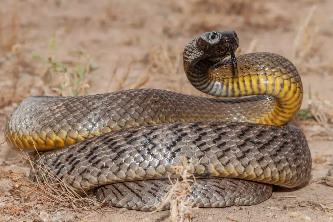 Weird facts about Inland Taipan, the deadliest snake in the world