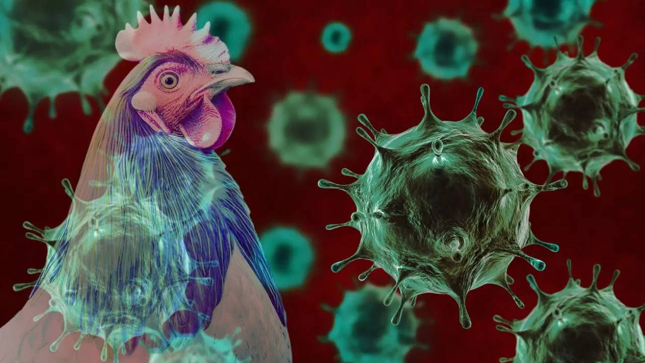 How deadly is the new strain of bird flu? Signs and symptoms of D1.1 variant