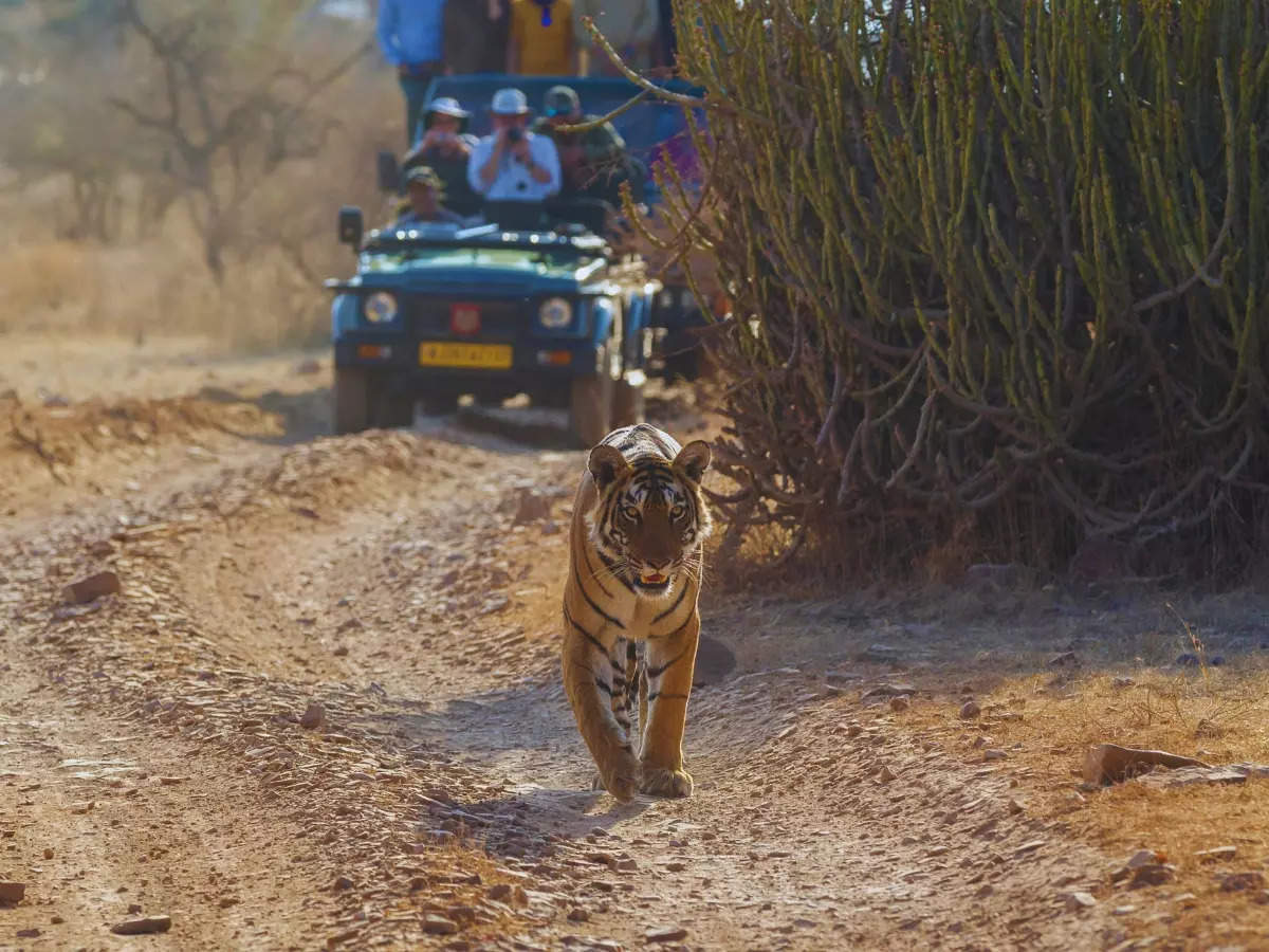 7 reasons why people are heading to Ranthambore National Park in February